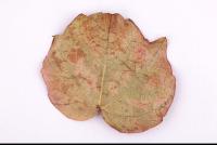 Photo Texture of Leaf 0055
